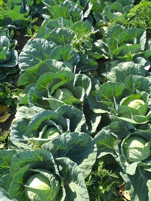 Bau Fresh SRL sells high-quality white cabbage