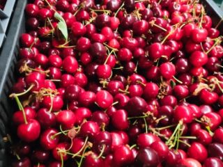 I will sell cherries directly from producers from Hungary