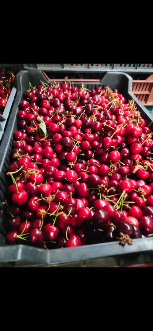 I will sell cherries directly from producers from Hungary