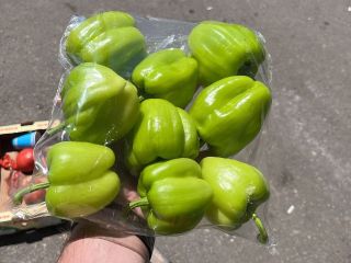 Krakow green pepper of Iran, Turkey, Uzbekistan The highest