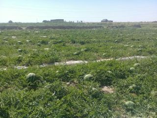 juicy melons of Uzbekistan
