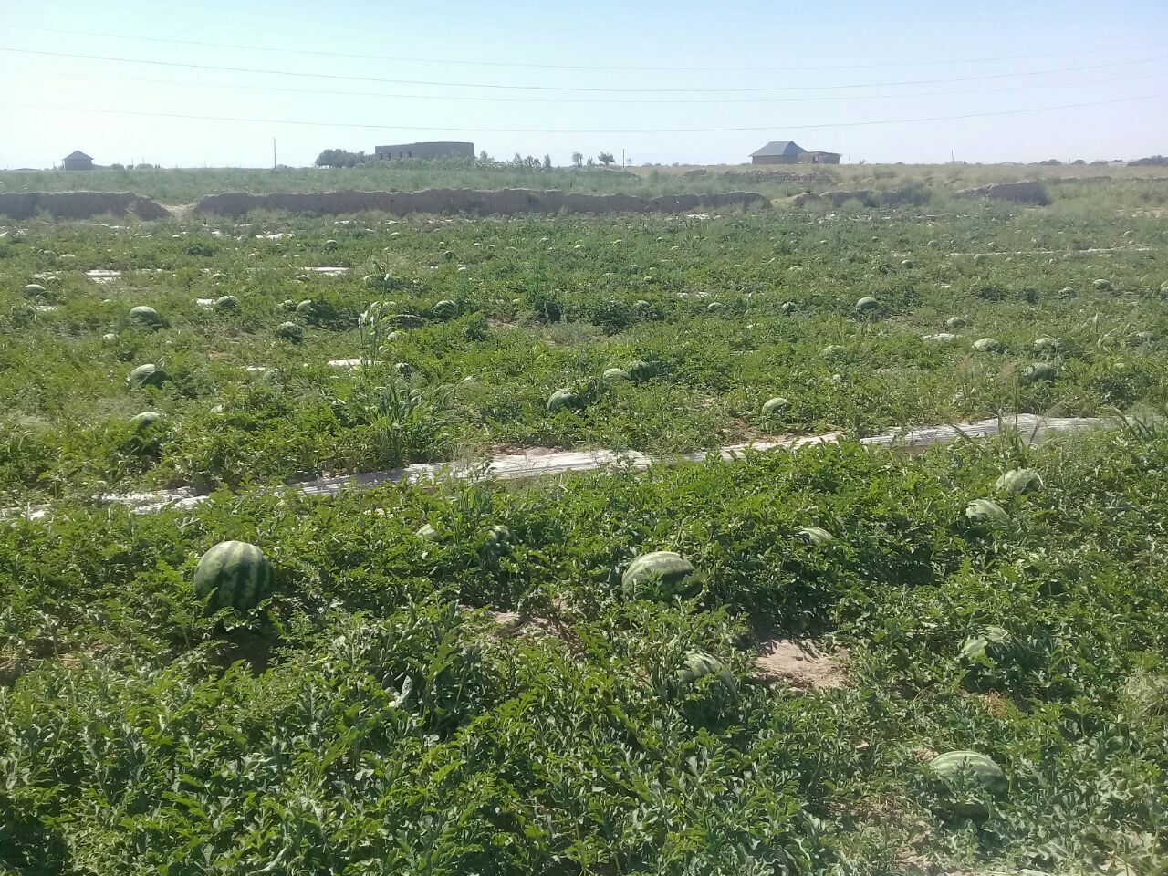 juicy melons of Uzbekistan
