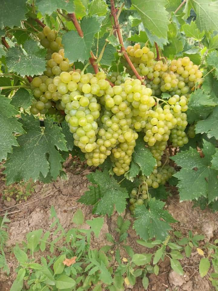 Hello I'm Manev from Macedonia My father will sell about 8 tons of Muscat Blank at the beginning of September The price is a basis for negotiation I speak