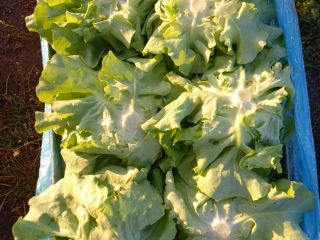I will sell large butterhead lettuce, the price depends