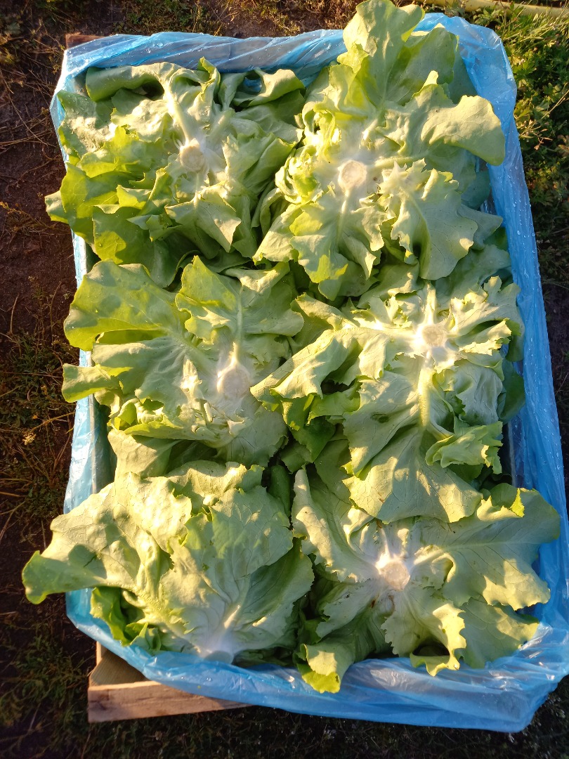I will sell large butterhead lettuce, the price depends on the quantity packed in 12 pieces, more information by phone