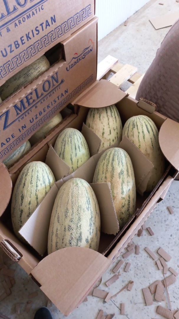 The best melons from Uzbekistan, TORPEDO variety