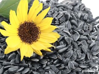 I will sell 5000 tons of oilseed sunflower. Delivery
