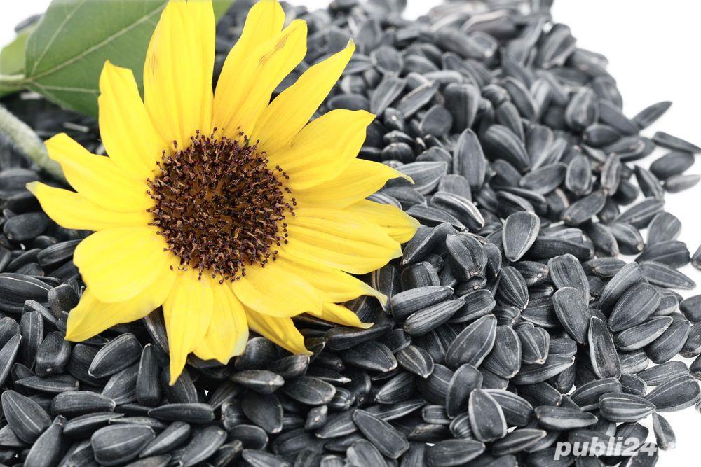 I will sell 5000 tons of oilseed sunflower