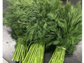 I will sell green fennel in large quantities, constant