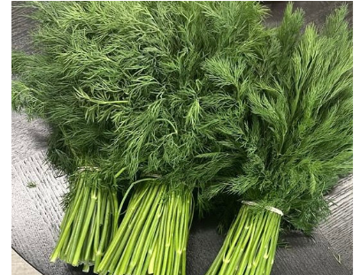 I will sell green fennel in large quantities, constant cooperation