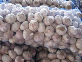 We have new crop garlic available for delivery to