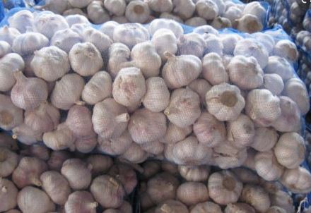 We have new crop garlic available for delivery to any destination country.