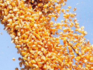 Corn grain (non GMO): price FCA-Dorohusk (700 tons **