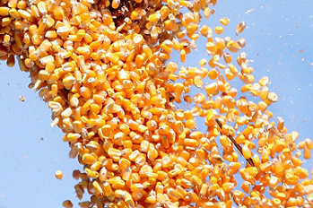 Corn grain (non GMO): price FCA-Dorohusk (700 tons ** - already cleared and certified, arrived in wagons to Dorohusk) ** total delivery possibilities - corn