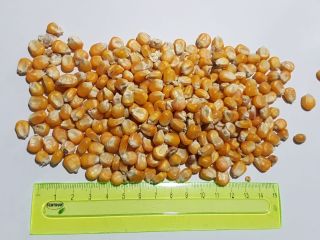 Продам кукурузу, 25кг, BB или навалом.