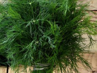 I will sell large quantities of young fennel Attractive