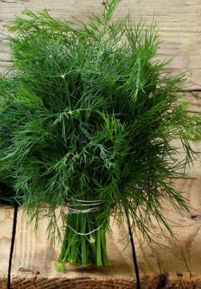 I will sell large quantities of young fennel Attractive Price By buying our fennel You will gain + Good quality goods + Fast order fulfillment time + Aromatic