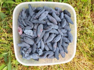 I will sell Kamchatka berry, price for 1 kg