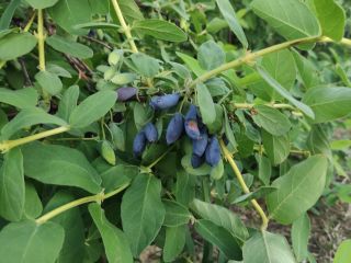 I will sell Kamchatka berries, manual harvest, large fruit.
