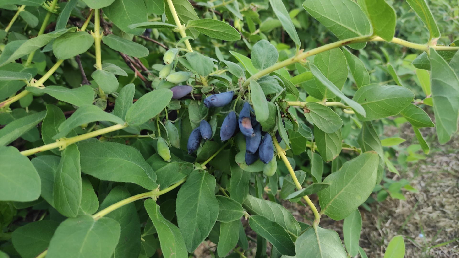 I will sell Kamchatka berries, manual harvest, large fruit