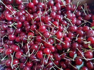 Fresh and tasty sour cherries from our own farm