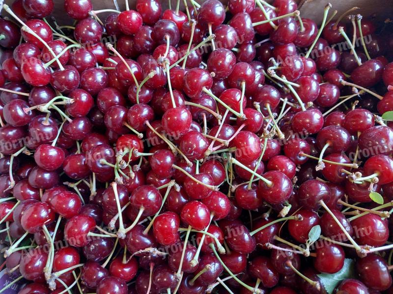 Fresh and tasty sour cherries from our own farm for sale