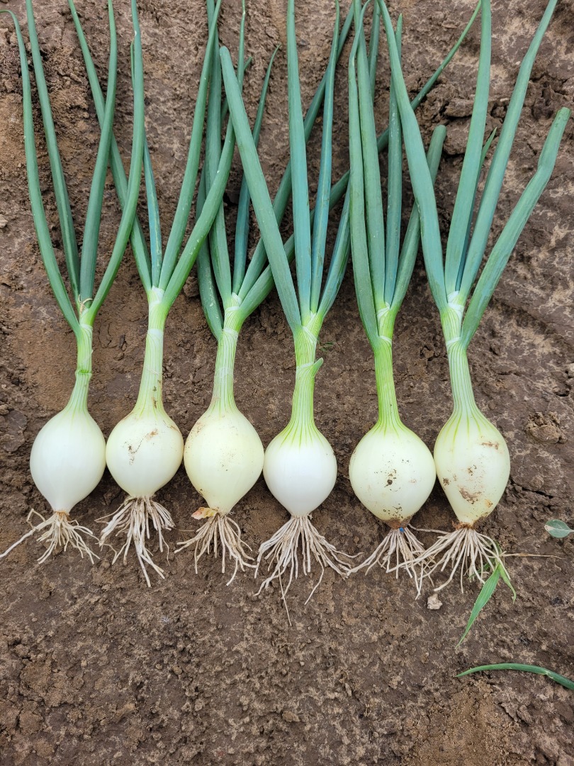 I will sell an onion with a chip, packed in a bundle of 3, the price to be agreed, the possibility of transport, please contact us