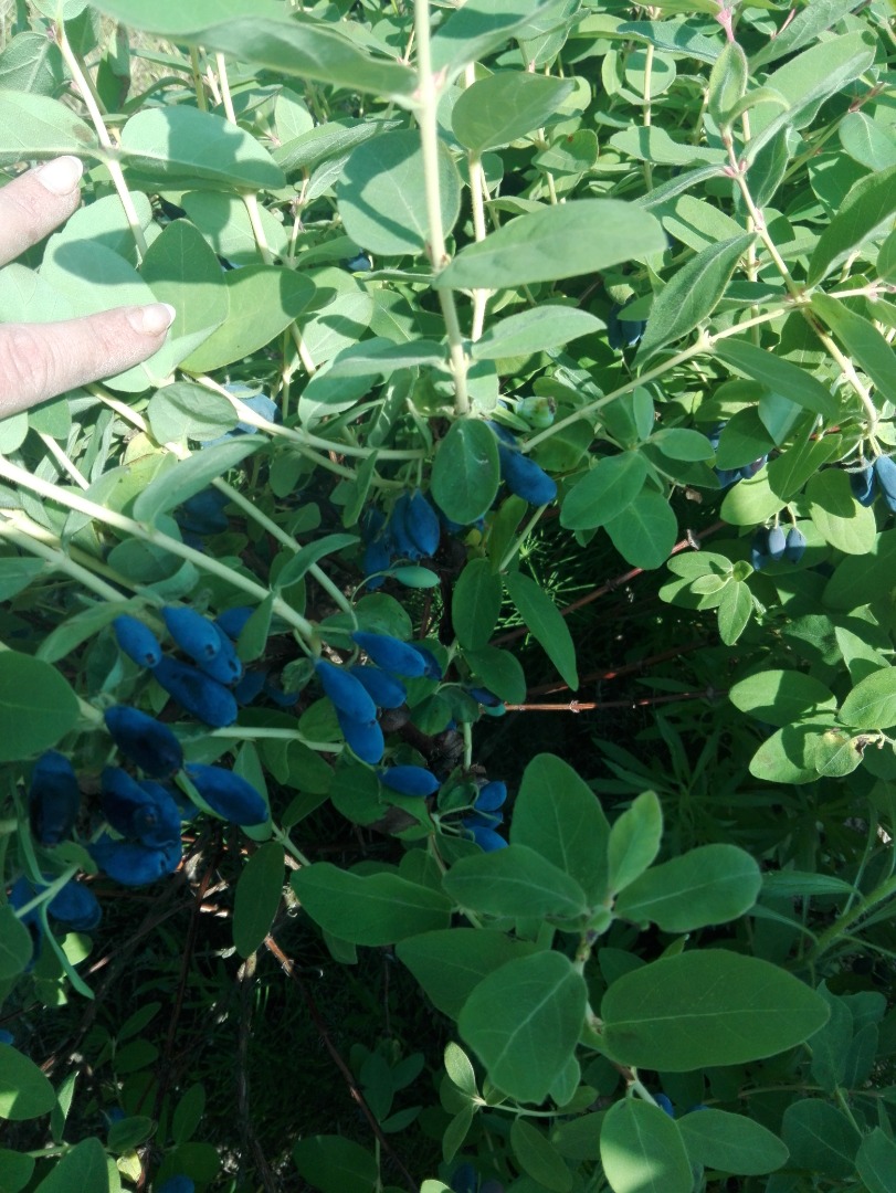 I will sell Kamchatka berries from mechanical harvest