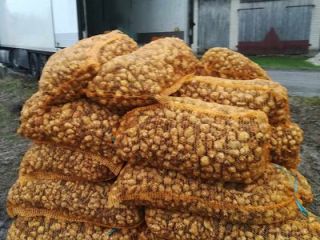 Jerusalem artichoke. Properties: does not contain starch, but as