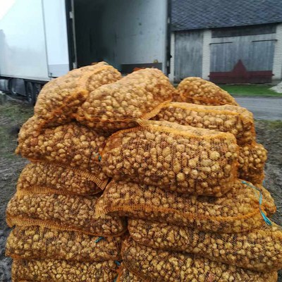 Jerusalem artichoke