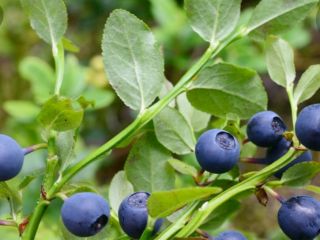 Hello, I am looking for buyers of forest berries.
