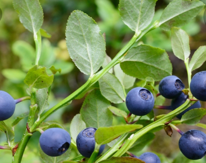 Hello, I am looking for buyers of forest berries