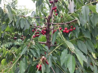 I sell KORDIA and REGINA cherries from Urechesti-Dumbraveni, the
