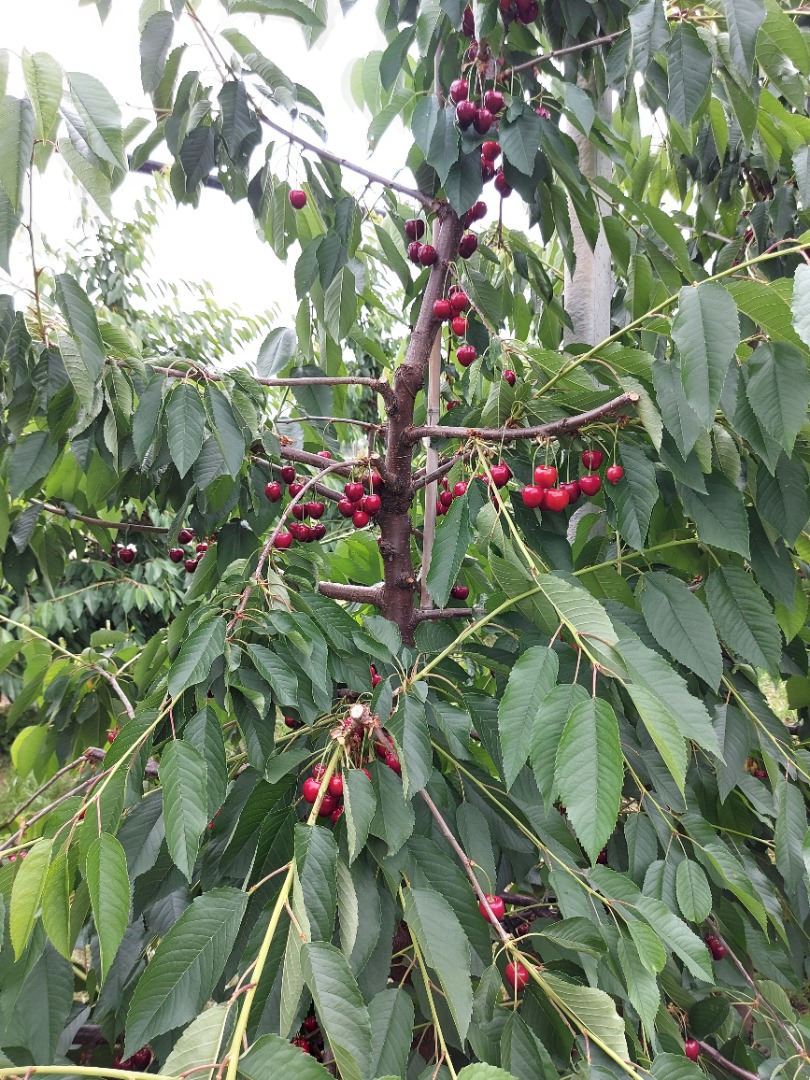 I sell KORDIA and REGINA cherries from Urechesti-Dumbraveni, the area famous for the quality and production of cherries