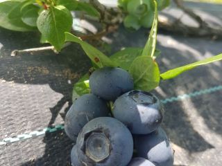 Sell Blueberry Duke more info to