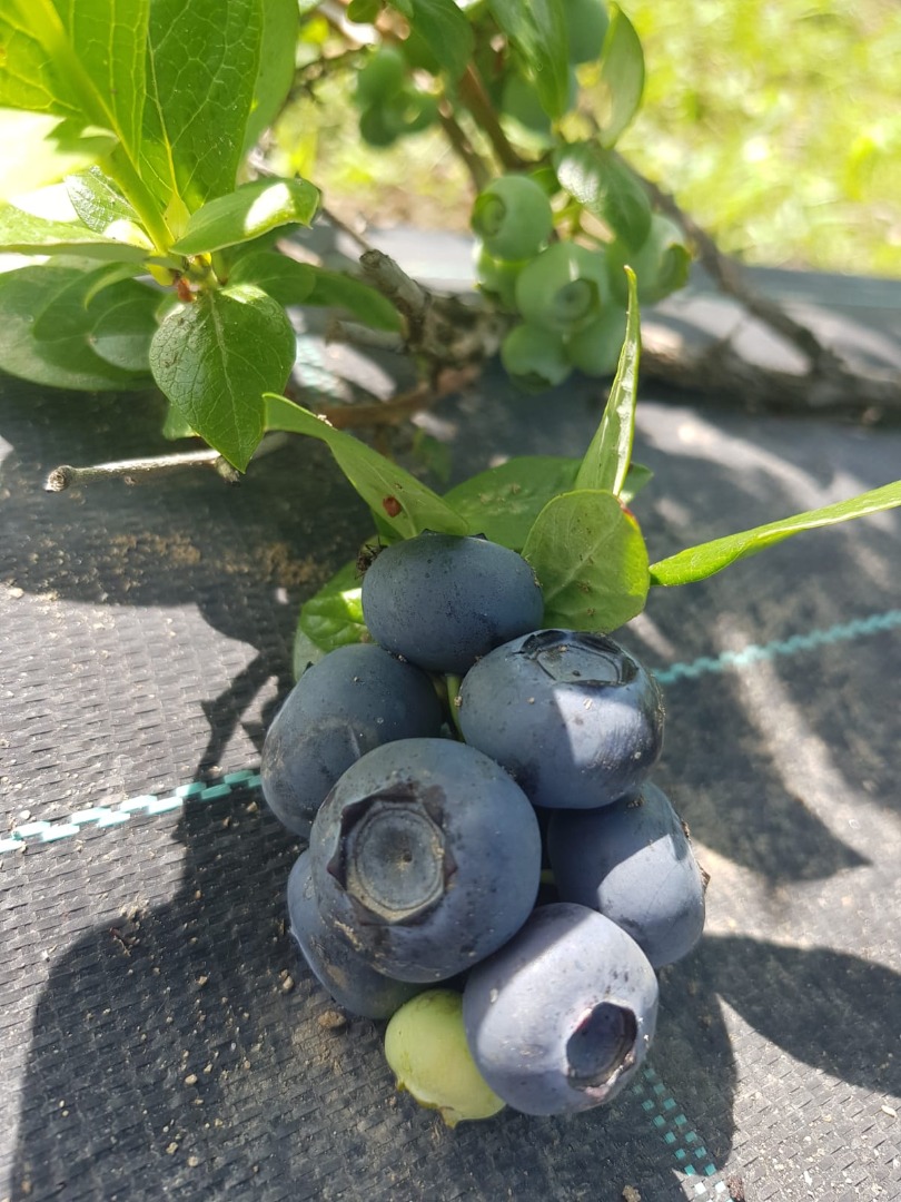 Sell Blueberry Duke more info to
