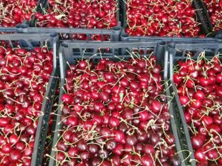I am selling cherries of the CORDIA and REGINA