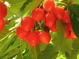 I am selling cherries for 3 lei per kg