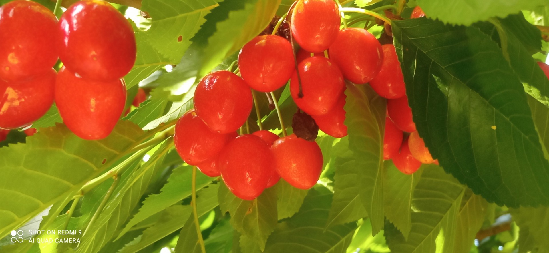 I am selling cherries for 3 lei per kg