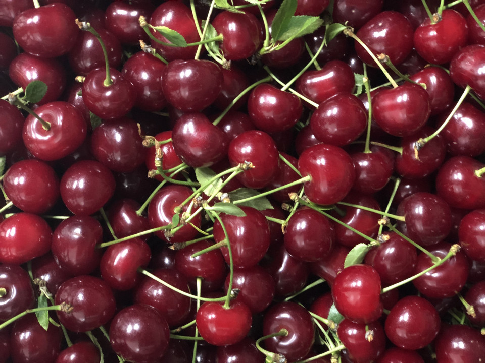 I am selling very tasty cherries, large quantity, orchard in Iasi