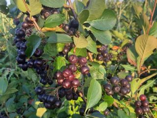 Aronia Melanocorpa 100% Organica!