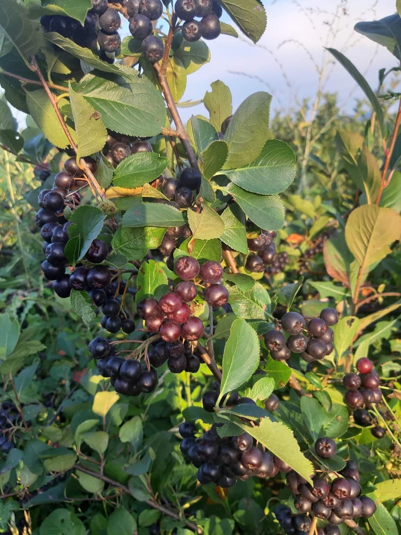 Aronia Melanocorpa 100% Organica!
