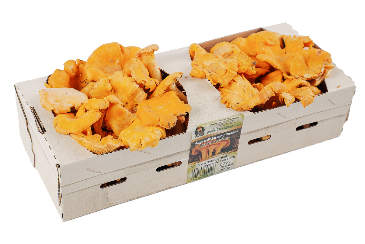 I will sell fresh chanterelle mushrooms in the season of 2022)