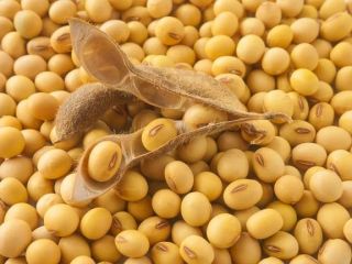 GMO soybeans of Ukrainian origin, Moisture up to 12%,