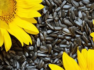 Sunflower seeds (HS code 12 06 00), origin -