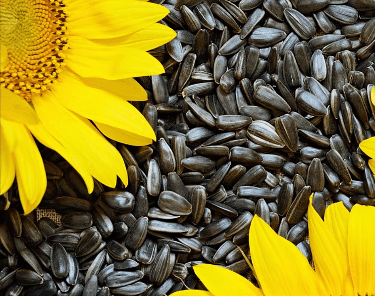 Sunflower seeds (HS code 12 06 00), origin - Ukraine, humidity max