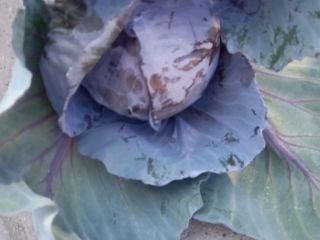 I will sell red cabbage, caliber 1+ and Italian