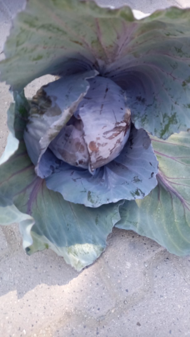 I will sell red cabbage, caliber 1+ and Italian price to be nevocjaci