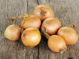 I will buy onions, 20-30 tons per month