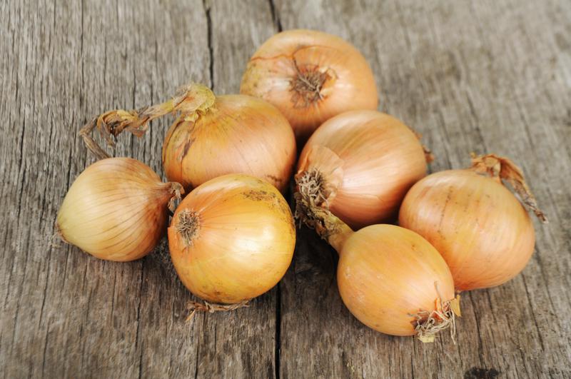 I will buy onions, 20-30 tons per month